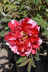 Shimanishiki Tree Peony (Paeonia suffruticosa 'Shimanishiki') at Lakeshore Garden Centres