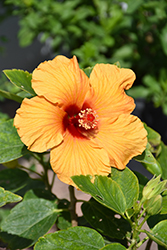 Jazzy Jewel Gold Hibiscus (Hibiscus rosa-sinensis 'BH-03') at Stonegate Gardens