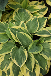Bedazzled Hosta (Hosta 'Bedazzled') at Lakeshore Garden Centres