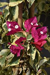 Raspberry Ice Bougainvillea (Bougainvillea 'Raspberry Ice') at Wallitsch Nursery And Garden Center