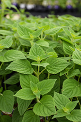 Honeydew Melon Sage (Salvia elegans 'Honeydew Melon') at Lakeshore Garden Centres