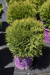 Planet Earth Arborvitae (Thuja occidentalis 'RUTTHU4') at Lakeshore Garden Centres