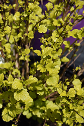 Lucky Devil Ninebark (Physocarpus opulifolius 'ZLEMichael') at Lakeshore Garden Centres