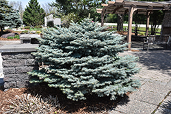 Globe Blue Spruce (Picea pungens 'Globosa') at Lakeshore Garden Centres