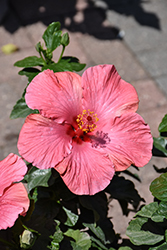 Hollywood First Lady Hibiscus (Hibiscus rosa-sinensis 'JBG AH-59') at Lakeshore Garden Centres