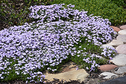 Spring Lavender Moss Phlox (Phlox subulata 'Spring Lavender') at Stonegate Gardens