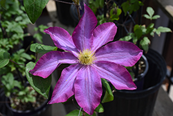 Pink Champagne Clematis (Clematis 'Pink Champagne') at Lakeshore Garden Centres