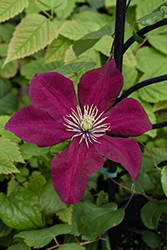 Charmaine Clematis (Clematis 'Evipo022') at Stonegate Gardens