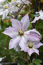 Claire De Lune Clematis (Clematis 'Claire De Lune') at Lakeshore Garden Centres
