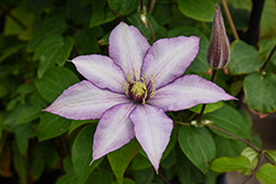Samaritan Jo Clematis (Clematis 'Evipo075') at Lakeshore Garden Centres