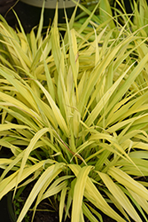 All Gold Hakone Grass (Hakonechloa macra 'All Gold') at Lakeshore Garden Centres