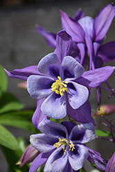 Earlybird Purple and Blue Columbine (Aquilegia 'PAS1258487') at Stonegate Gardens