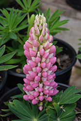 Mini Gallery Pink Bicolor Lupine (Lupinus 'Mini Gallery Pink Bicolor') at Lakeshore Garden Centres
