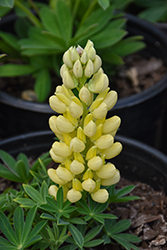 Mini Gallery Yellow Lupine (Lupinus 'Mini Gallery Yellow') at Lakeshore Garden Centres