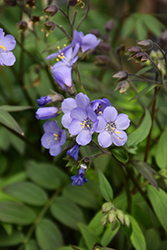 Heaven Scent Jacob's Ladder (Polemonium 'Heaven Scent') at Lakeshore Garden Centres