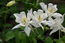 Earlybird White Columbine (Aquilegia 'PAS1258490') at A Very Successful Garden Center