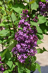 Declaration Lilac (Syringa 'Declaration') at Lakeshore Garden Centres