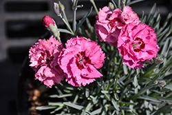 Pretty Poppers Cute As A Button Pinks (Dianthus 'Cute As A Button') at Lakeshore Garden Centres