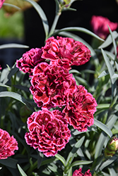 Constant Beauty Crush Rose Pinks (Dianthus 'Constant Beauty Crush Rose') at Lakeshore Garden Centres