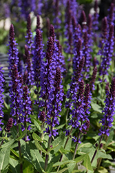 Violet Profusion Meadow Sage (Salvia nemorosa 'Violet Profusion') at Stonegate Gardens