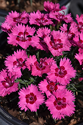 Paint The Town Fancy Pinks (Dianthus 'Paint The Town Fancy') at Stonegate Gardens