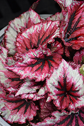 Shadow King Cherry Mint Begonia (Begonia 'Shadow King Cherry Mint') at Lakeshore Garden Centres