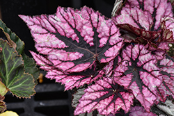 Shadow King Rose Frost Begonia (Begonia 'Shadow King Rose Frost') at Lakeshore Garden Centres