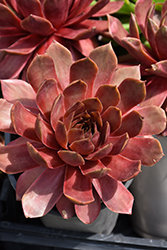 SuperSemp Ruby Hens And Chicks (Sempervivum 'SuperSemp Ruby') at Lakeshore Garden Centres