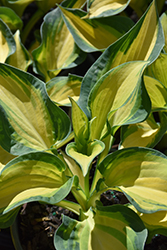 Happy Dayz Hosta (Hosta 'Happy Dayz') at Lakeshore Garden Centres