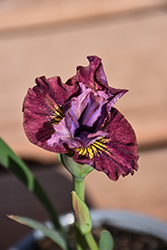 Miss Apple Siberian Iris (Iris sibirica 'Miss Apple') at A Very Successful Garden Center