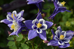 Earlybird Blue and White Columbine (Aquilegia 'PAS1258485') at Stonegate Gardens