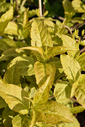 Firefly Diervilla (Diervilla 'Bokofire') at Lakeshore Garden Centres