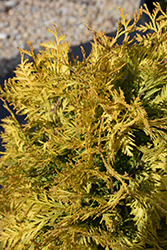 Lemon Burst Arborvitae (Thuja occidentalis 'RUTTHU3') at Lakeshore Garden Centres