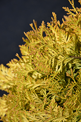 Lemon Burst Arborvitae (Thuja occidentalis 'RUTTHU3') at Lakeshore Garden Centres