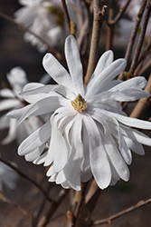 Centennial Blush Magnolia (Magnolia stellata 'Centennial Blush') at Lakeshore Garden Centres