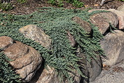 Creeping Juniper (Juniperus horizontalis) at Stonegate Gardens