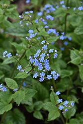 Alexander's Great Bugloss (Brunnera macrophylla 'Alexander's Great') at Lakeshore Garden Centres