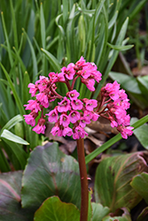 Winter Glow Bergenia (Bergenia 'Winterglut') at Lakeshore Garden Centres