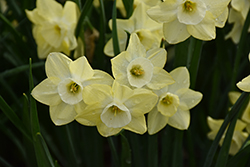 Stint Daffodil (Narcissus 'Stint') at Lakeshore Garden Centres