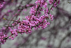 Northern Herald Redbud (Cercis canadensis 'Pink Trim') at Stonegate Gardens