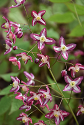 Bishop's Hat (Epimedium x rubrum) at Lakeshore Garden Centres