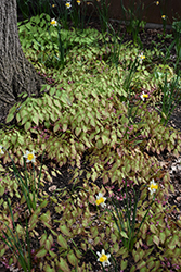 Bishop's Hat (Epimedium x rubrum) at Lakeshore Garden Centres