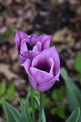 Bleu Aimable Tulip (Tulipa 'Bleu Aimable') at Lakeshore Garden Centres