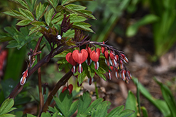 Valentine Bleeding Heart (Dicentra spectabilis 'Hordival') at Lakeshore Garden Centres