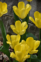 Yellow Purissima Tulip (Tulipa 'Yellow Purissima') at Lakeshore Garden Centres