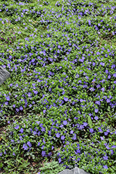 Bowles Periwinkle (Vinca minor 'Bowles') at Lakeshore Garden Centres