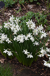 Thalia Daffodil (Narcissus 'Thalia') at Stonegate Gardens