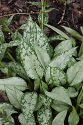Cotton Cool Lungwort (Pulmonaria 'Cotton Cool') at Lakeshore Garden Centres