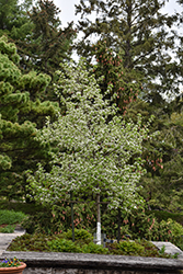 Korean Sun Pear (Pyrus fauriei 'Westwood') at Lakeshore Garden Centres