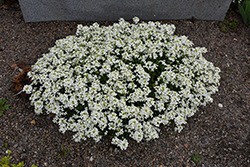 Snowcap Wall Cress (Arabis caucasica 'Snowcap') at Lakeshore Garden Centres